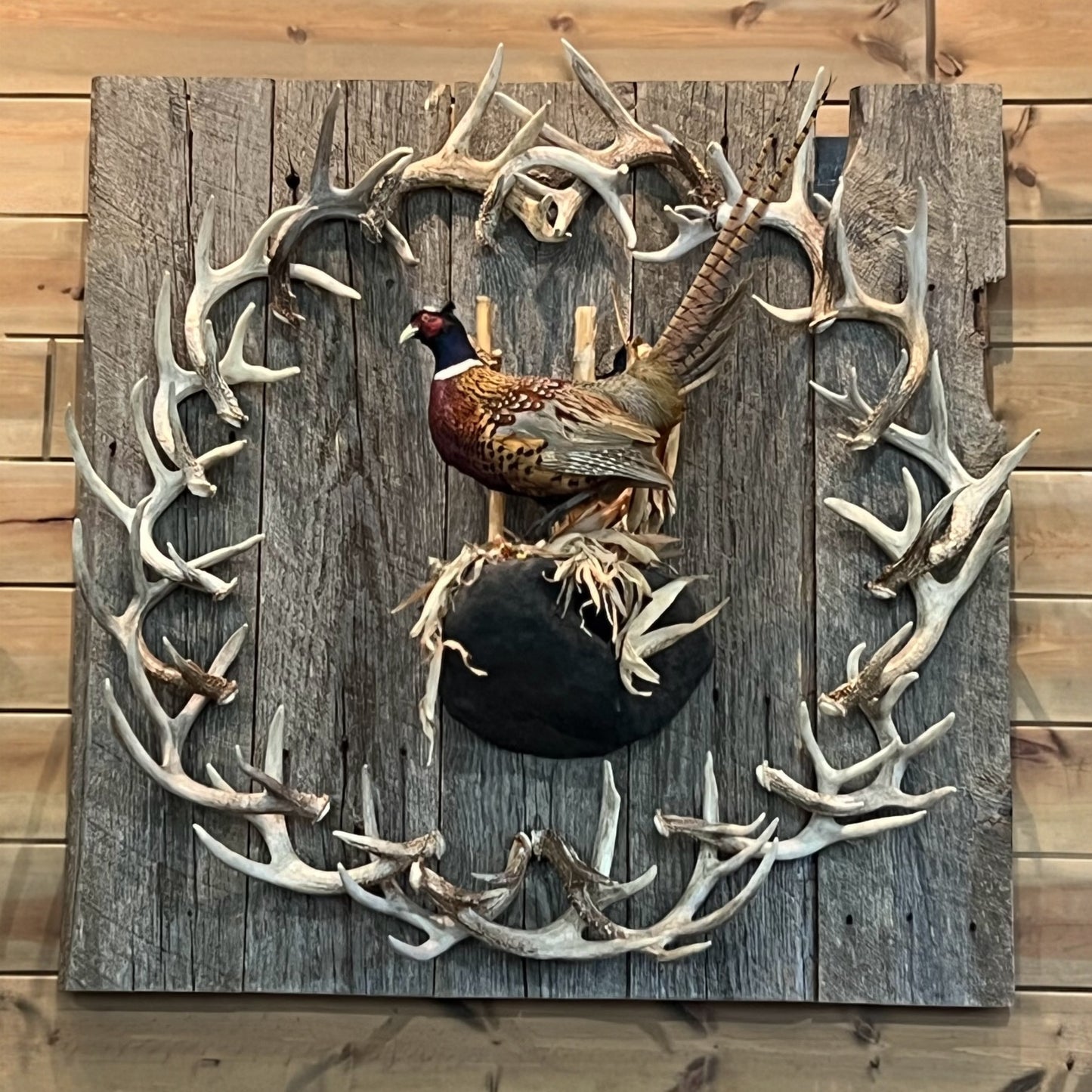 Pheasant In the Round